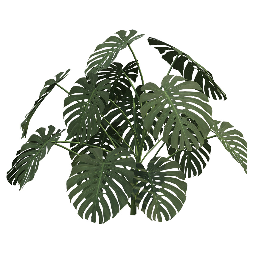 Monstera deliciosa - Split-Leaf Philodendron